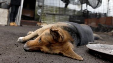 Alertan por casos de perros envenenados con anticongelante