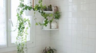 Cómo renovar tu baño y dale vida con estas plantas y trucos