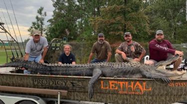 Capturaron en Georgia al cocodrilo más grande de la historia