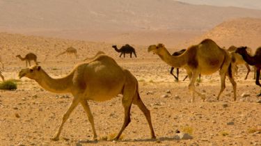 Sacrificarán 10 mil camellos en Australia por consumir mucha agua