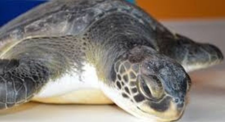 Liberaron tortugas intoxicadas por una marea roja en México