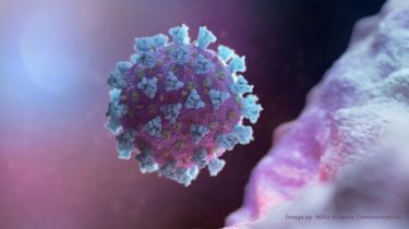 Científicos crearon un mapa 3D de la estructura atómica del coronavirus