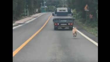 Siguió por kilómetros el camión que se llevó a sus cachorros