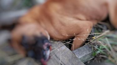 Denuncian en Ushuaia perro de raza murió en agonía y congelado