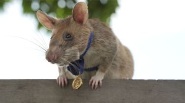 Le dieron medalla de oro a una rata por salvar vidas humanas