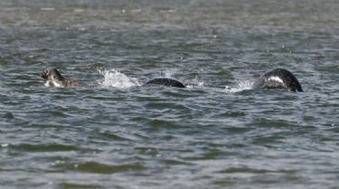 Revelaron el misterio del lago Ness: el "monstruo" sería una antigua tortuga marina