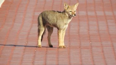 Apareció un zorro en pleno centro de Ushuaia