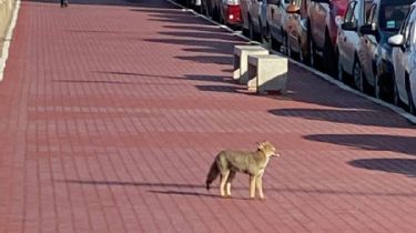 Apareció un zorro en pleno centro de Ushuaia