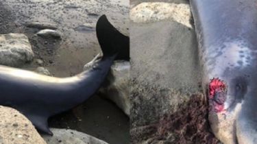 Vecina de Río Grande encontró dos zifios muertos en la costa de la provincia