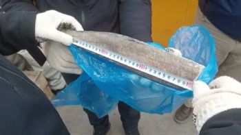 Expertos advierten que caso de pesca ilegal de Merluza en TDF constituyó "depredación a la vida marina"